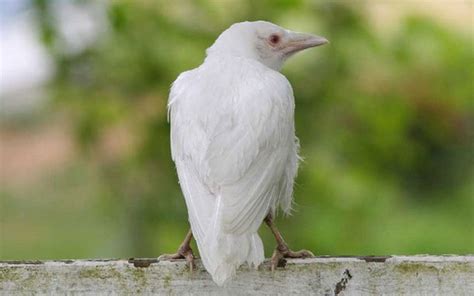 corvo branco